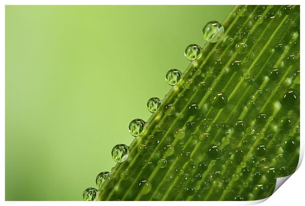 Fresh Green Dew Drops Print by Sharon Johnstone