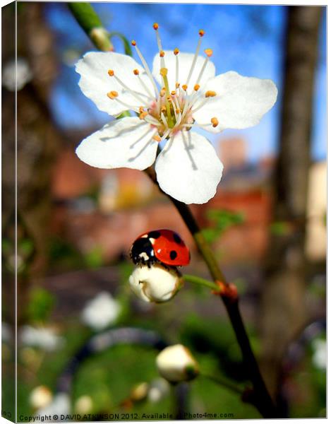 BLOSSOM WITH LADYBIRD Canvas Print by David Atkinson