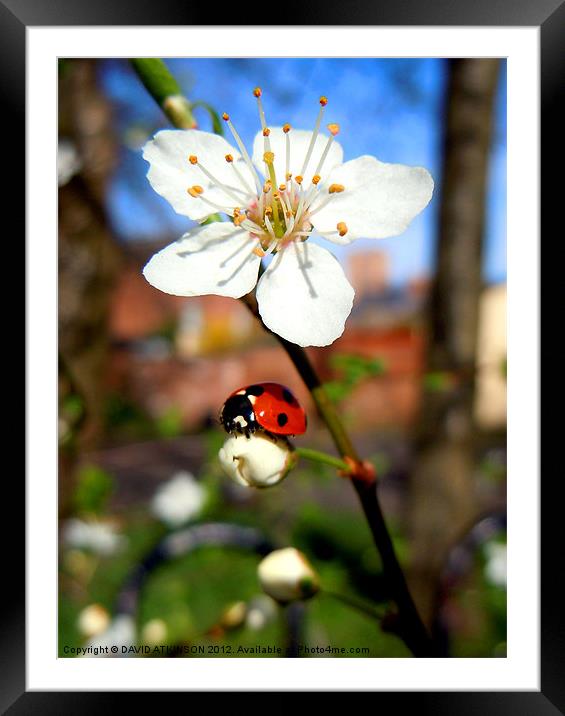 BLOSSOM WITH LADYBIRD Framed Mounted Print by David Atkinson