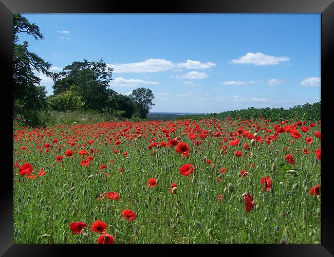 poppy Framed Print by carl blake