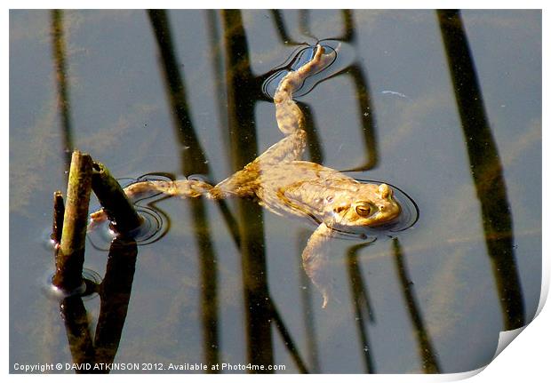 FLOATING FROG Print by David Atkinson