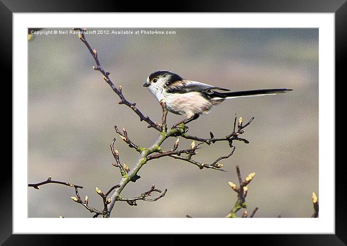 A Long tailed tit Framed Mounted Print by Neil Ravenscroft