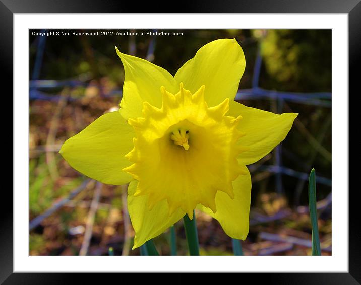 Spring Daffodil Framed Mounted Print by Neil Ravenscroft