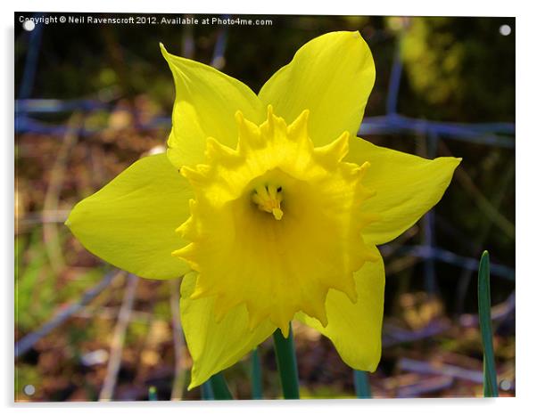 Spring Daffodil Acrylic by Neil Ravenscroft