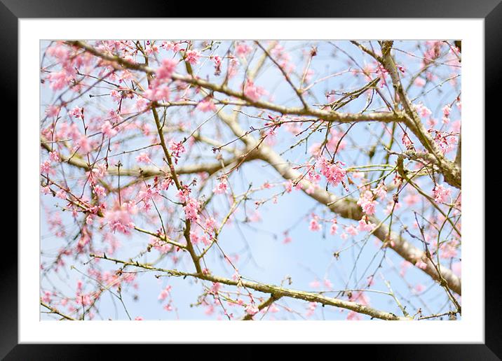 Spring Blossom Framed Mounted Print by Mark Harrop
