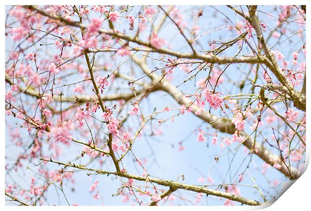 Spring Blossom Print by Mark Harrop