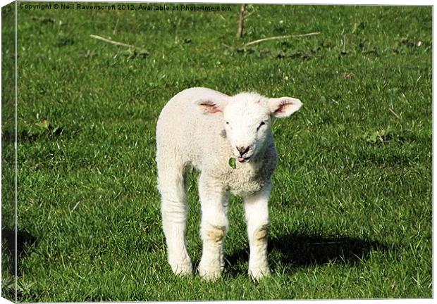 A Spring Lamb Canvas Print by Neil Ravenscroft