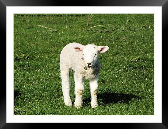 A Spring Lamb Framed Mounted Print by Neil Ravenscroft