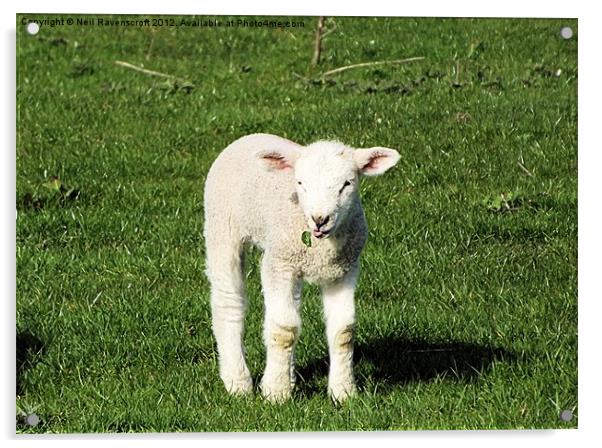 A Spring Lamb Acrylic by Neil Ravenscroft