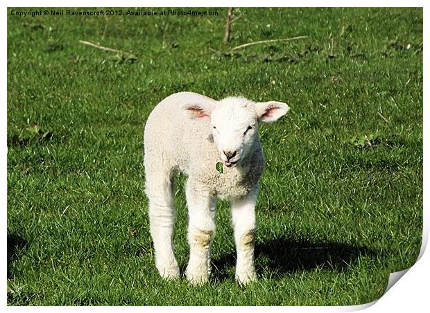 A Spring Lamb Print by Neil Ravenscroft