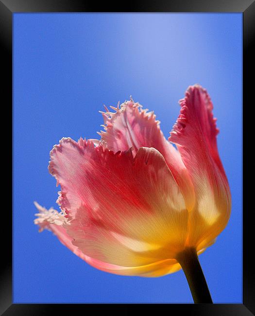 Sky High Tulip Framed Print by Louise Godwin
