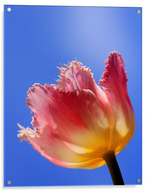 Sky High Tulip Acrylic by Louise Godwin