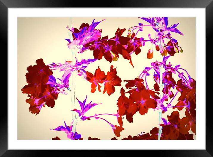 Abstract Cherry Blossom Framed Mounted Print by Louise Godwin