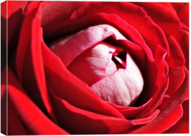 Red Rose Canvas Print by Karl Butler
