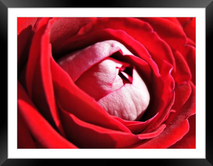 Red Rose Framed Mounted Print by Karl Butler