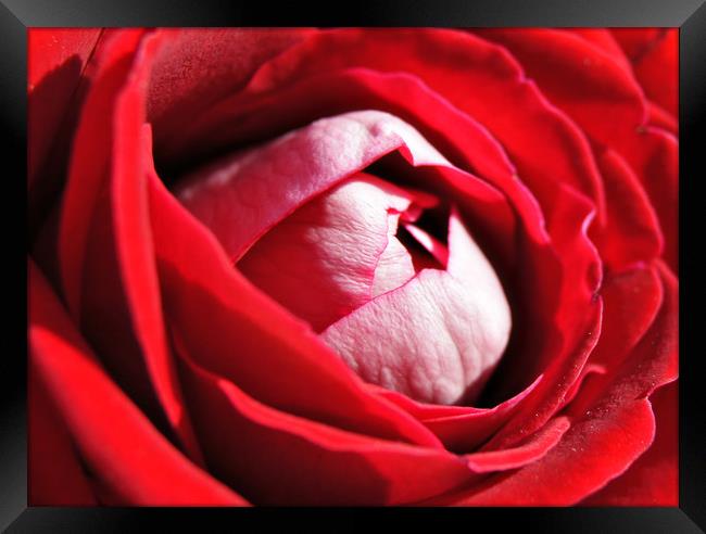 Red Rose Framed Print by Karl Butler
