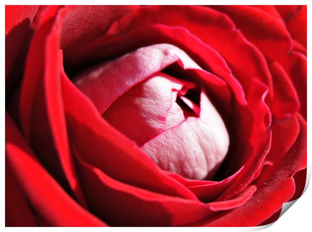 Red Rose Print by Karl Butler