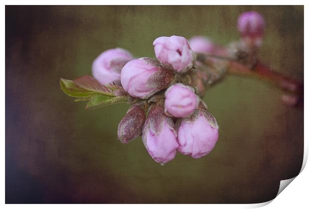 Blossom Print by karen shivas