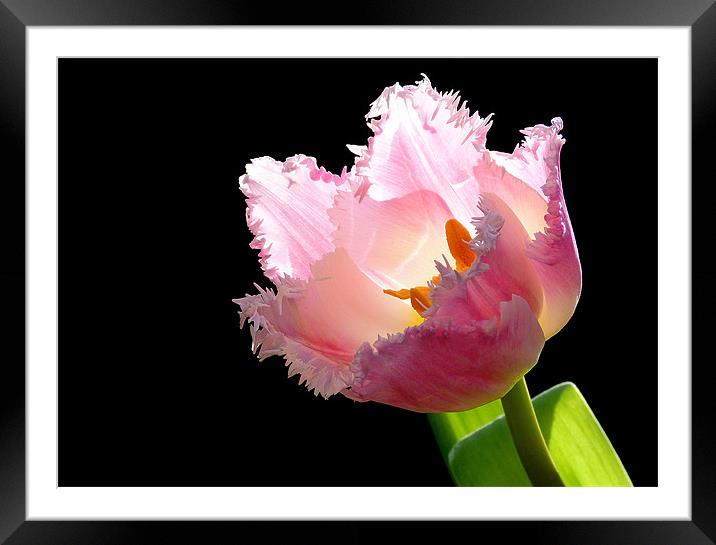Tulip On Black Framed Mounted Print by Louise Godwin