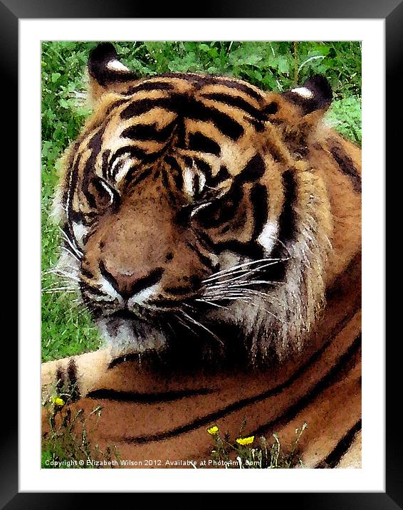 Tiger Framed Mounted Print by Elizabeth Wilson-Stephen