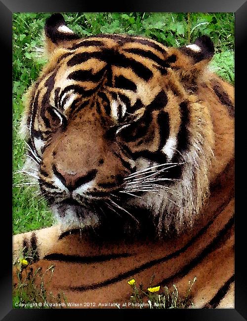 Tiger Framed Print by Elizabeth Wilson-Stephen