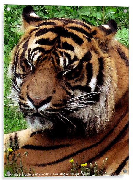 Tiger Acrylic by Elizabeth Wilson-Stephen