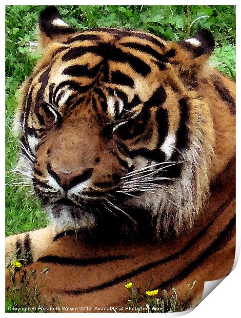 Tiger Print by Elizabeth Wilson-Stephen