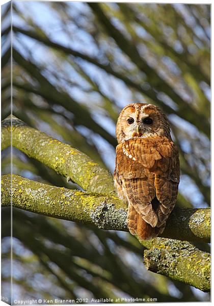 Tawny Owl Canvas Print by Oxon Images