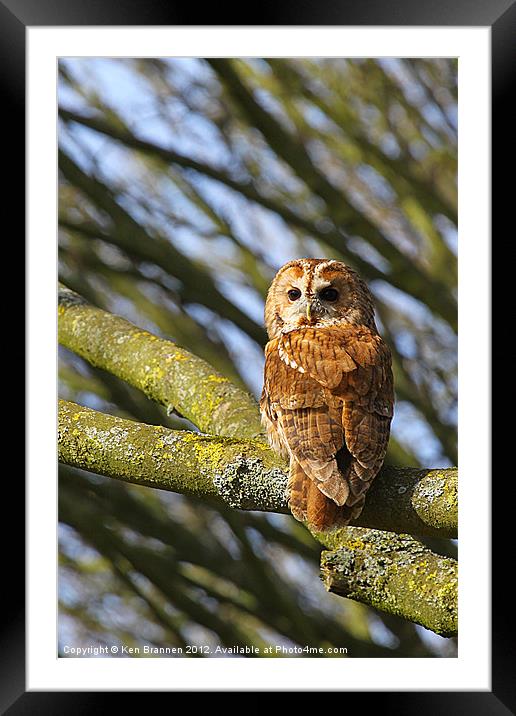 Tawny Owl Framed Mounted Print by Oxon Images