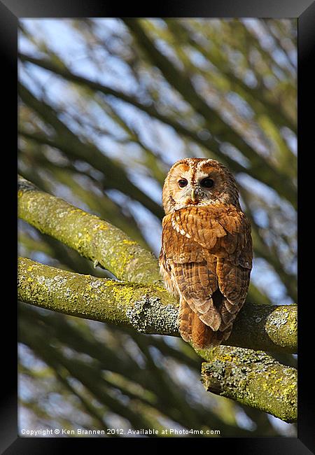Tawny Owl Framed Print by Oxon Images
