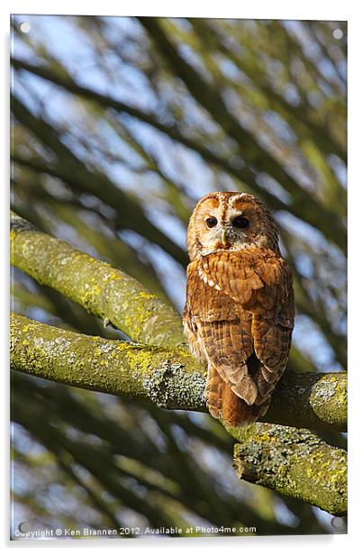 Tawny Owl Acrylic by Oxon Images
