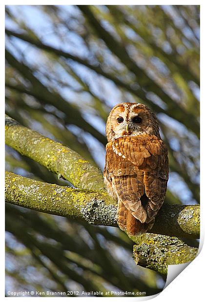 Tawny Owl Print by Oxon Images