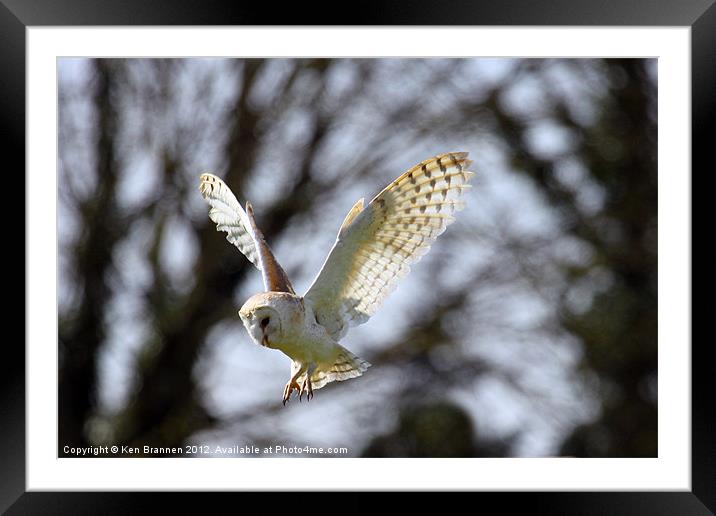 Barn Owl in flight Framed Mounted Print by Oxon Images