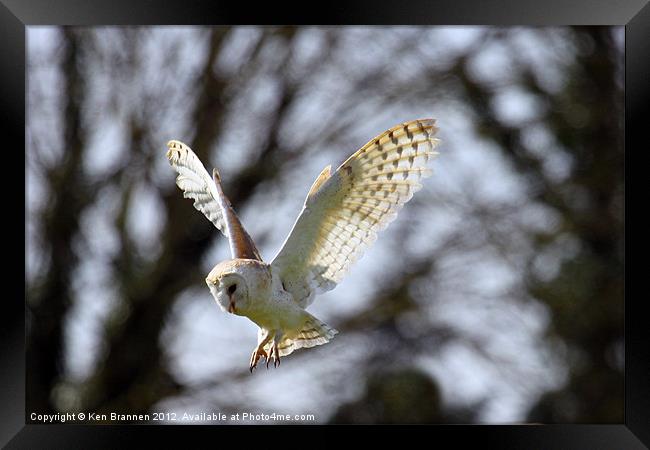 Barn Owl in flight Framed Print by Oxon Images
