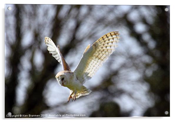 Barn Owl in flight Acrylic by Oxon Images