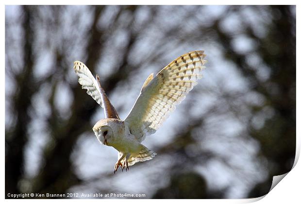 Barn Owl in flight Print by Oxon Images