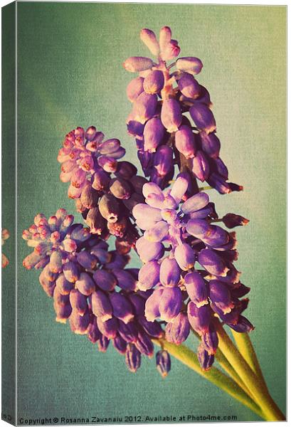 Muscari Flora.. Canvas Print by Rosanna Zavanaiu