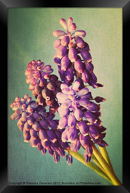 Muscari Flora.. Framed Print by Rosanna Zavanaiu