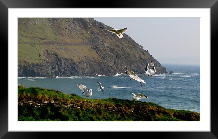 Crazy Seagulls Framed Mounted Print by barbara walsh