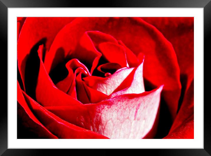 A Bit Rosey Framed Mounted Print by Karl Butler