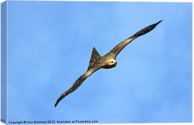 Black Kite Canvas Print by Oxon Images