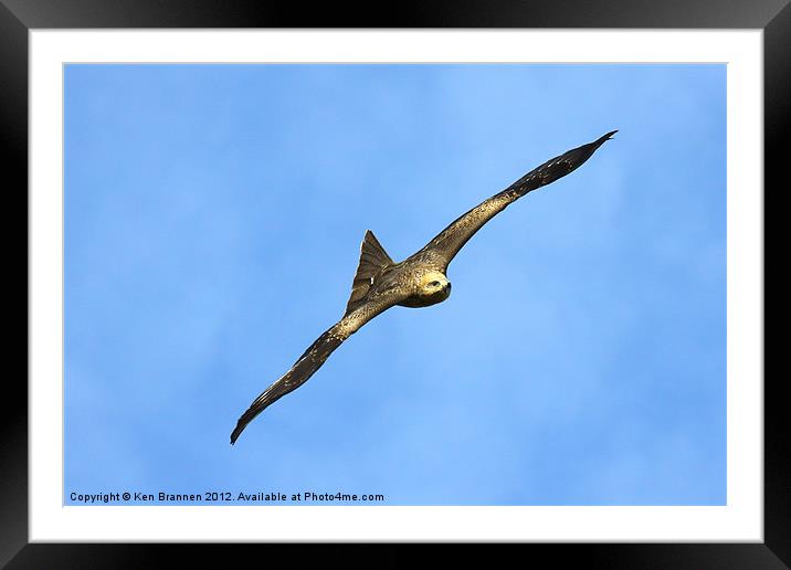 Black Kite Framed Mounted Print by Oxon Images