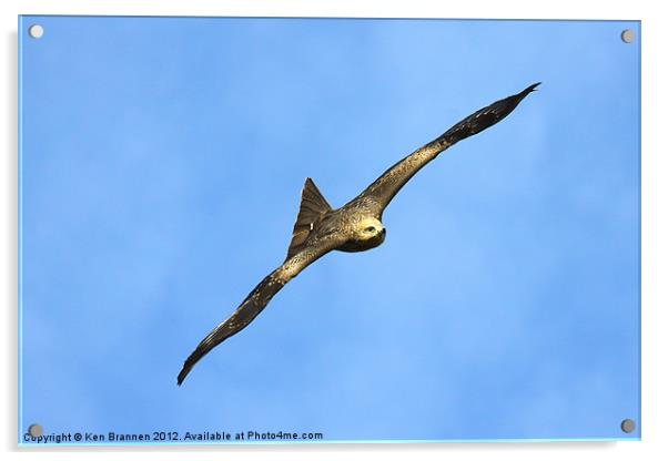 Black Kite Acrylic by Oxon Images