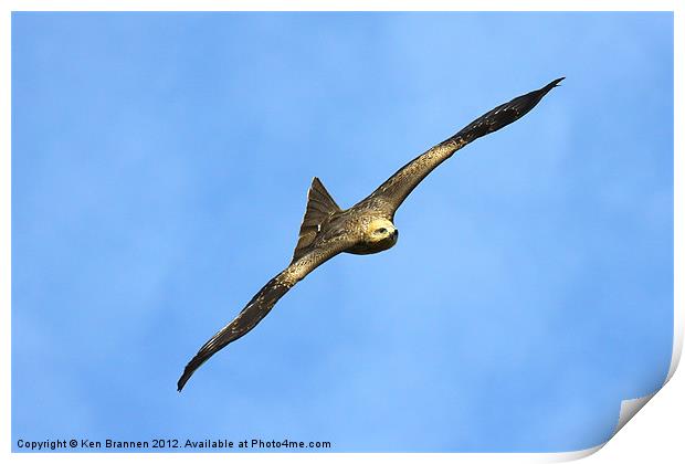 Black Kite Print by Oxon Images