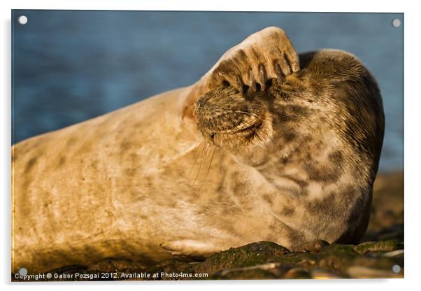 Young grey seal  (Halichoerus grypus) Acrylic by Gabor Pozsgai