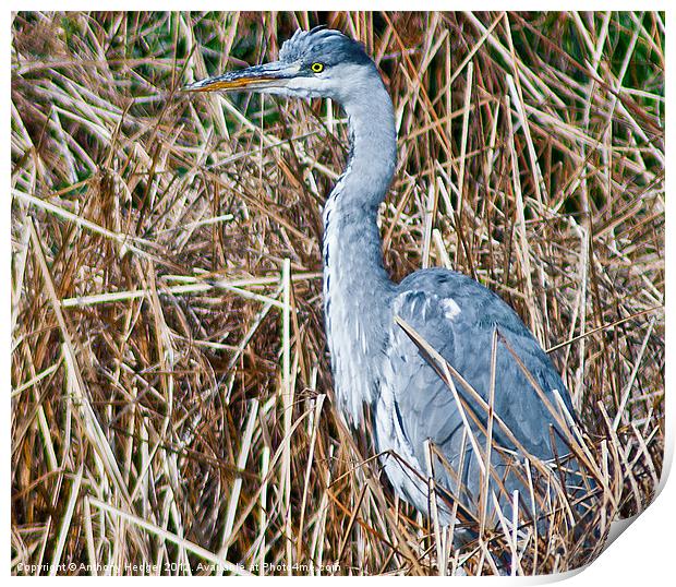 Heron Print by Anthony Hedger
