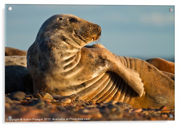 Grey seal (Halichoerus grypus) watching Acrylic by Gabor Pozsgai