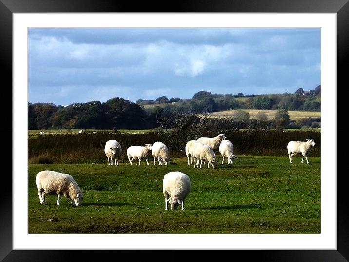 Sheep Framed Mounted Print by Sharon Lisa Clarke