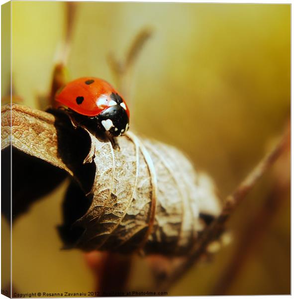 Resting ladybird. Canvas Print by Rosanna Zavanaiu