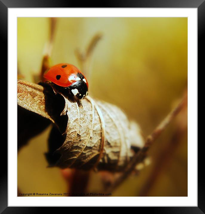 Resting ladybird. Framed Mounted Print by Rosanna Zavanaiu